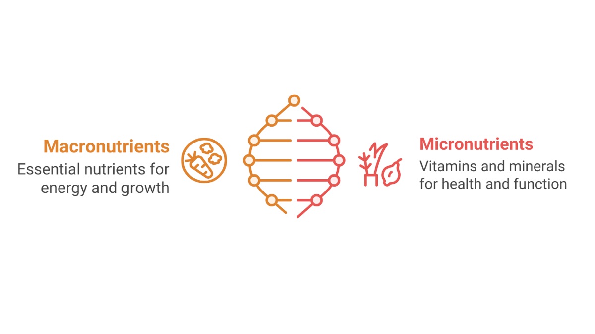Macronutrients and Micronutrients